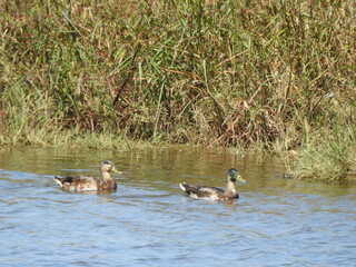 A pair of mallard hybrid ducks swimming within the wetland waters of the Blackwater National Wildlife Refuge, Dorchester County, Cambridge, Maryland.