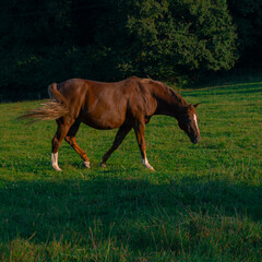 Fototapeta premium Cheval dans Prairie