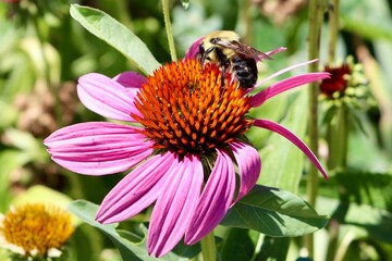 A close view of the bee on the pink coneflower.