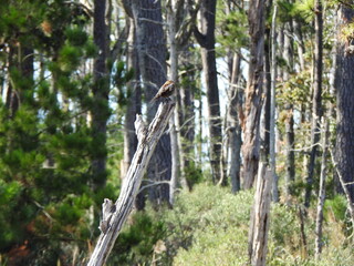 The natural beauty of the woodland forest within the wetlands of the Blackwater National Wildlife Refuge, Dorchester County, Cambridge, Maryland.