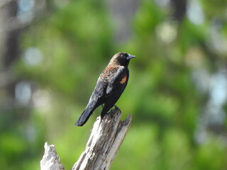 A male, red-winged blackbird perched on a withered tree branch, within the 
blackwater National Wildlife Refuge, Dorchester County, Maryland.