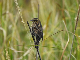 A female, red-winged blackbird, perched on a reed within the wetlands of the Blackwater National Wildlife Refuge, Dorchester County, Cambridge, Maryland.