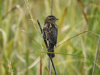 A female, red-winged blackbird, perched on a reed within the wetlands of the Blackwater National Wildlife Refuge, Dorchester County, Cambridge, Maryland.