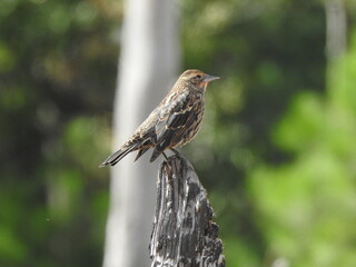A female, red-winged blackbird, perched on a withered tree trunk, within the wetlands of the Blackwater National Wildlife Refuge, Dorchester County, Cambridge, Maryland
