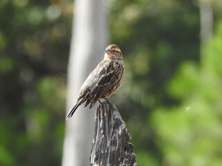 A female, red-winged blackbird, perched on a withered tree trunk, within the wetlands of the Blackwater National Wildlife Refuge, Dorchester County, Cambridge, Maryland