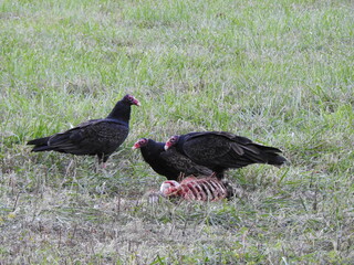 Hungry turkey vultures gathered together to feast upon a deer carcass. Blackwater National Wildlife Refuge, Dorchester County, Cambridge, Maryland. 