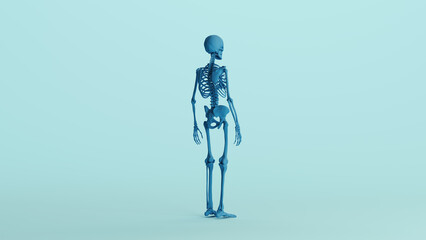 Blue skeleton anatomy model bones study mannequin monochrome pale blue back quarter right view background 3d illustration render digital rendering