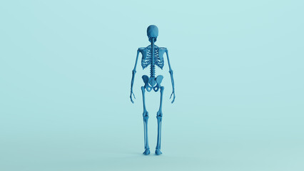 Blue skeleton anatomy model bones study mannequin monochrome pale blue back view background 3d illustration render digital rendering