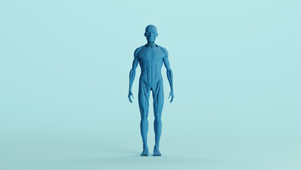 Blue musculature anatomy model muscles study mannequin monochrome pale blue front view background 3d illustration render digital rendering