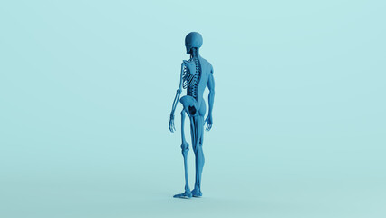 Blue skeleton muscles anatomy model study mannequin monochrome pale blue back quarter left view background 3d illustration render digital rendering