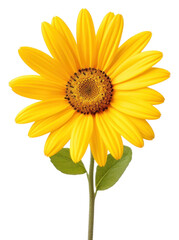 Obraz premium PNG Beautiful yellow daisy flower sunflower plant white background.