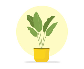  Home plant. Vector illustration