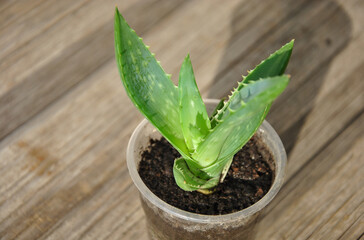 close up of aloe vera plant in plastic cup ready to be transplanted into pot. selective focus