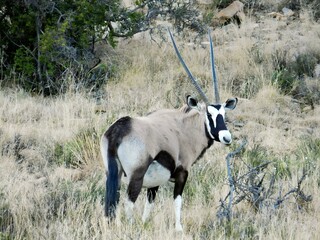 A lone oryx standing in a grassy landscape with sparse vegetation.