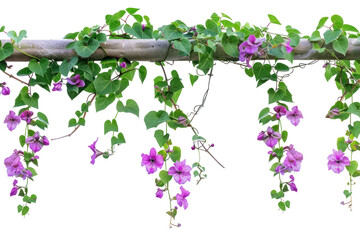 PNG Vines climbing plant flowers purple background.