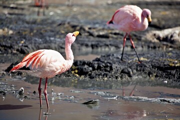 Two pink flamingos standing in shallow water with a rocky background.