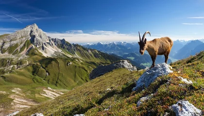 mountain goat in the alps mountains