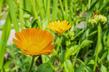 Flower. Calendula officinalis. A flowering plant. Beauty is in nature.