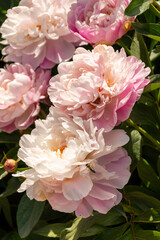 Peony. Macro photo of pink peony. Big yellow flower in summer garden.