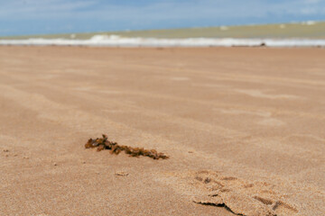 PRAIA COM PEDRA E SARGAÇO, LINDO MAR