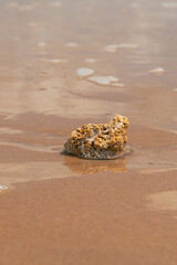 PRAIA COM PEDRA E SARGAÇO, LINDO MAR