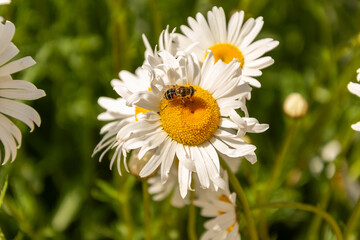 Obraz premium Flower of garden or medicinal chamomile. The concept of naturalness. 