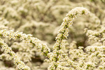 Blooming tree with white small flowers and green leaves on a branch.