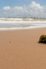 ONDA SE FORMANDO EM PERFEITA SINCRONIA COM A NATUREZA (WAVE FORMING IN PERFECT SYNCHRONY WITH NATURE)