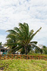 COQUEIRO NA PRAIA LINDO  (COCONUT TREE ON THE BEACH BEAUTIFUL)