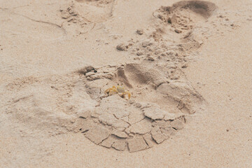 caranguejo na praia (crab on beach)