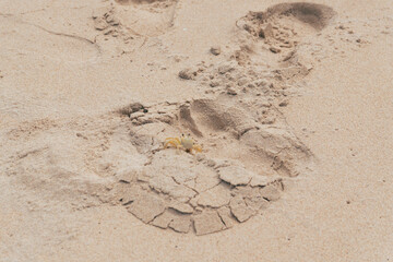 caranguejo na praia (crab on beach)