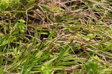 GALHOS SECO COM GALHOS VERDES 