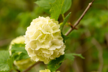 Blooming tree with yellow small flowers and green leaves on a branch.
