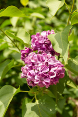 beautiful lilac flowers branch on a green background, natural spring background, soft selective focus