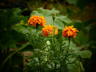 Marigold flowers in close-up on a background of green leaves
