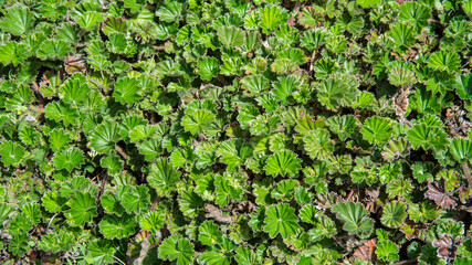 Texture of small plants with green leaves covering the surface of the moor