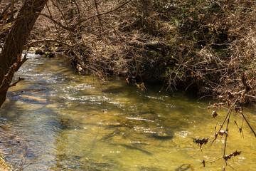 A mountain river flows in a forest, a landscape, a summer day, a forest grows along the banks of the stream. 