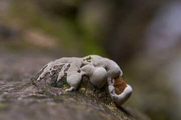Parasite mushroom on logs