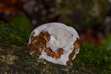 Parasite mushroom on logs