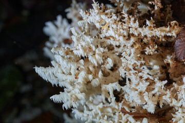 Lion's mane mushroom in the wild