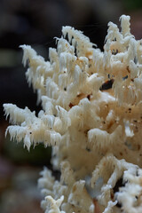 Lion's mane mushroom in the wild © Xalanx