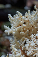 Lion's mane mushroom in the wild