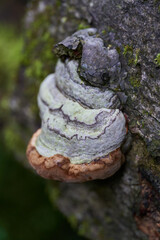 Parasite mushroom on logs