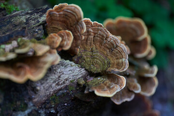 Parasite mushroom on logs