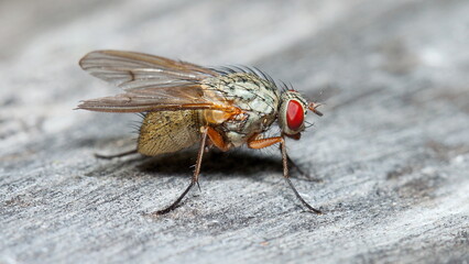 macro of a fly