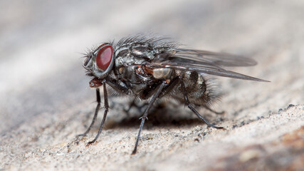 macro shot of a fly