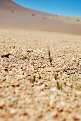 A close-up view of sandy terrain with sparse vegetation under a clear blue sky.