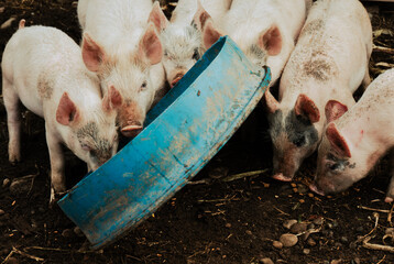 Pigs to Troughs