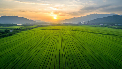 Vast Green Agricultural Field at Sunrise with Mountain Backdrop - Farming Landscape