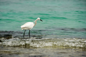 Heron Real